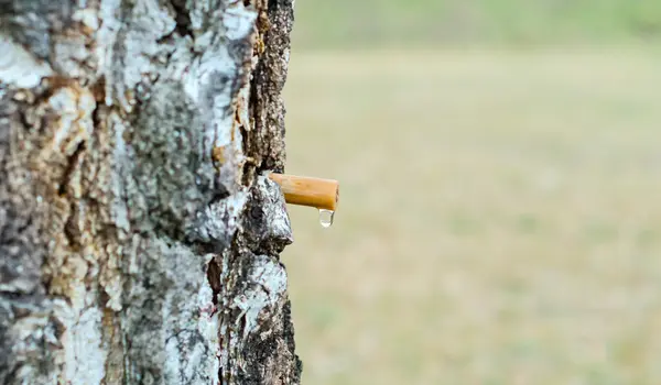 Votre cure de sève de bouleau est arrivée !
